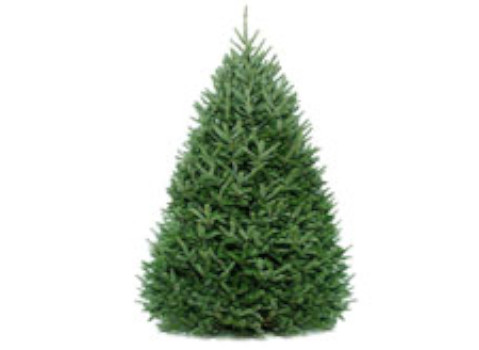 Fraser Fir - Mixed Pallet