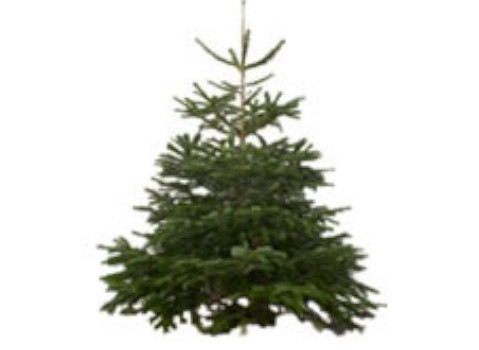 Nordmann Fir - Mixed Pallet